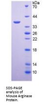 Mouse Arginase (ARG) Protein