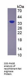 Rat Arginase (ARG) Protein