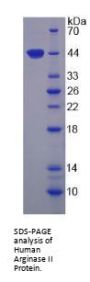 Human Arginase 2 (ARG2) Protein
