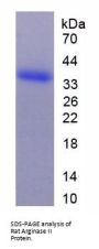 Rat Arginase 2 (ARG2) Protein