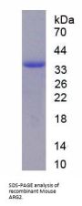 Mouse Arginase 2 (ARG2) Protein