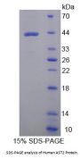 Human Aspartate Aminotransferase, Mitochondrial (GOT2) Protein
