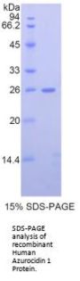 Human Azurocidin 1 (AZU1) Protein