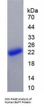 Human Tumor Necrosis Factor Ligand Superfamily Member 13B / BAFF (TNFSF13B) Protein