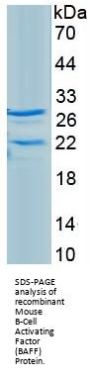 Mouse Tumor Necrosis Factor Ligand Superfamily Member 13B / BAFF (TNFSF13B) Protein