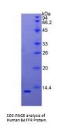 Human B-Cell Activation Factor Receptor / BAFFR (TNFRSF13C) Protein
