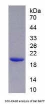 Rat B-Cell Activation Factor Receptor / BAFFR (TNFRSF13C) Protein