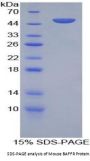 Mouse B-Cell Activation Factor Receptor / BAFFR (TNFRSF13C) Protein