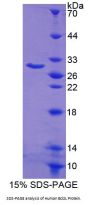 Human B-Cell CLL/Lymphoma 2 Like Protein (Bcl2L) Protein