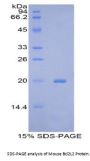 Mouse B-Cell CLL/Lymphoma 2 Like Protein 2 (Bcl2L2) Protein