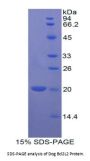 Dog B-Cell CLL/Lymphoma 2 Like Protein 2 (Bcl2L2) Protein