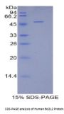 Human B-Cell CLL/Lymphoma 2 Like Protein 2 (Bcl2L2) Protein