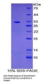 Mouse B-Cell CLL/Lymphoma 3 (Bcl3) Protein