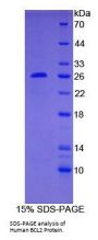Human Apoptosis Regulator Bcl-2 (BCL2) Protein