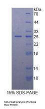 Mouse Apoptosis Regulator Bcl-2 (BCL2) Protein