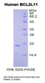 Human Bcl2 Like Protein 11 (BCL2L11) Protein