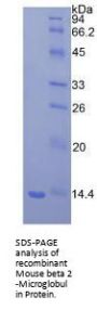 Mouse Beta-2-Microglobulin (B2M) Protein