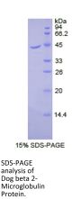 Dog Beta-2-Microglobulin (B2M) Protein
