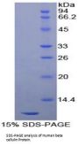 Human Betacellulin (bTC) Protein