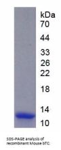 Mouse Betacellulin (bTC) Protein