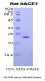 Rat Beta-Secretase 1 (BACE1) Protein