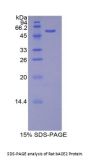Rat Beta-Site APP Cleaving Enzyme 2 (bACE2) Protein