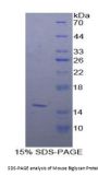 Mouse Biglycan (BGN) Protein