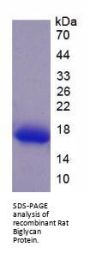 Rat Biglycan (BGN) Protein