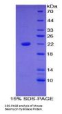 Mouse Bleomycin Hydrolase (BLMH) Protein