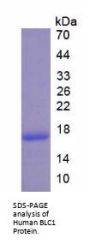 Human B-Lymphocyte Chemoattractant 1 (BLC1) Protein