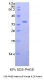 Mouse B-Lymphocyte Chemoattractant 1 (BLC1) Protein