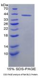 Rat B-Lymphocyte Chemoattractant 1 (BLC1) Protein