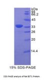 Rat Cyclic ADP-Ribose Hydrolase 2 (BST1) Protein
