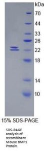 Mouse Bone Morphogenetic Protein 1 (BMP1) Protein