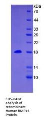 Human Bone Morphogenetic Protein 15 (BMP15) Protein