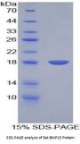Rat Bone Morphogenetic Protein 15 (BMP15) Protein