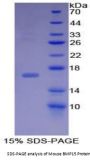 Mouse Bone Morphogenetic Protein 15 (BMP15) Protein