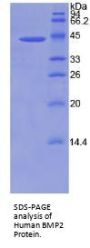 Human Bone Morphogenetic Protein 2 (BMP2) Protein