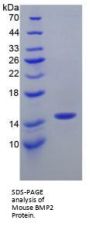 Mouse Bone Morphogenetic Protein 2 (BMP2) Protein