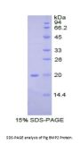 Pig Bone Morphogenetic Protein 2 (BMP2) Protein