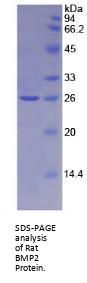 Rat Bone Morphogenetic Protein 2 (BMP2) Protein