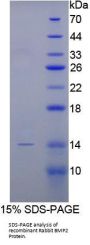 Rabbit Bone Morphogenetic Protein 2 (BMP2) Protein