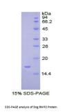 Dog Bone Morphogenetic Protein 2 (BMP2) Protein