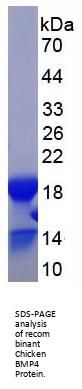 Chicken Bone Morphogenetic Protein 4 (BMP4) Protein
