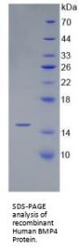 Human Bone Morphogenetic Protein 4 (BMP4) Protein