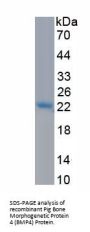 Pig Bone Morphogenetic Protein 4 (BMP4) Protein