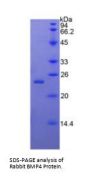 Rabbit Bone Morphogenetic Protein 4 (BMP4) Protein