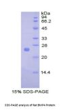 Rat Bone Morphogenetic Protein 4 (BMP4) Protein