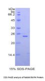 Rabbit Bone Morphogenetic Protein 4 (BMP4) Protein