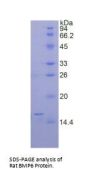 Rat Bone Morphogenetic Protein 6 (BMP6) Protein